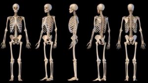 Body Bone Knowledge Test: How Well Do You Know Your Skeleton?