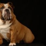 Dog Encyclopedia, or What You Need to Know About Dogs?