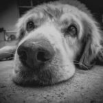 10 Human Actions That Dogs Can't Stand: This is Interesting