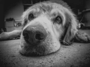 10 Human Actions That Dogs Can't Stand: This is Interesting