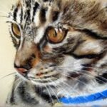 Why does a cat have nine lives?