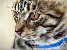 Why does a cat have nine lives?