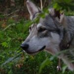 Why wolves pair up with dogs and which dogs do they choose?