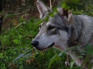 Why wolves pair up with dogs and which dogs do they choose?