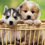 Pets that can protect against negativity