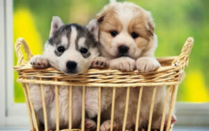 Pets that can protect against negativity