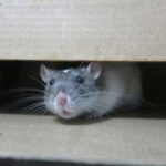 Amazing Facts About Rats: Intelligent, Hardy, and Adaptive Creatures