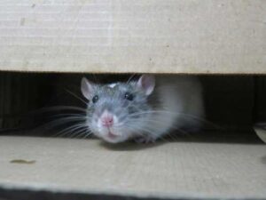 Amazing Facts About Rats: Intelligent, Hardy, and Adaptive Creatures