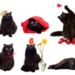 Did you know that…? Interesting facts about cats