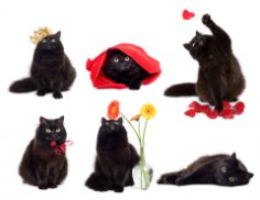 Did you know that…? Interesting facts about cats