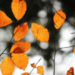 Why did Avsen become the “god of autumn” in Slavic mythology?