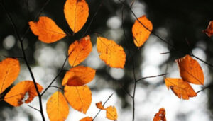 Why did Avsen become the “god of autumn” in Slavic mythology?