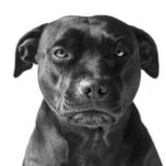 Can animals be offended? — What really happens and why it's important…