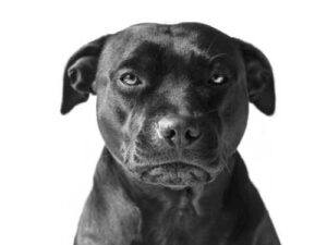 Can animals be offended? — What really happens and why it's important…