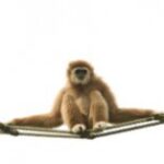 How do circus animals behave?