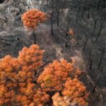 Earth’s Key Indicators Worsening: Climate Study Warns, Yet Action Remains Possible