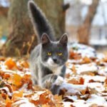 Signs for November. What does folk wisdom tell us?