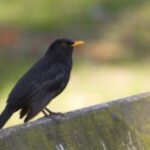 Have you heard the blackbirds pecking? (Hitchcock cawed at Chicago)