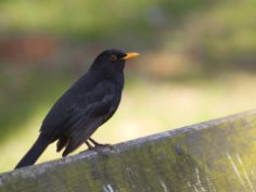 Have you heard the blackbirds pecking? (Hitchcock cawed at Chicago)