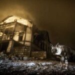Eerie photo of a scarce hyena prowling a deserted settlement claims the…