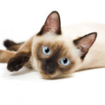 Dreaming of a Siamese Kitten?: On Self-Sacrifice and Uniqueness