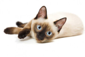Dreaming of a Siamese Kitten?: On Self-Sacrifice and Uniqueness