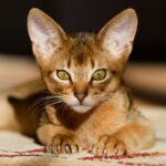 What is interesting about the Abyssinian cat breed?