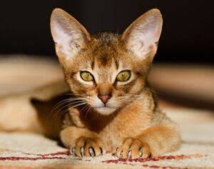 What is interesting about the Abyssinian cat breed?