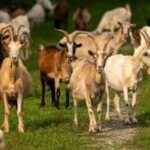 6 interesting facts about goats that will surprise you