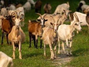 6 interesting facts about goats that will surprise you