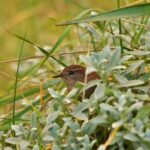 How a found sparrow taught me a simple truth
