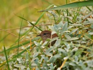 How a found sparrow taught me a simple truth