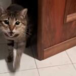 A cat with the soul of a tenor: Italian Serafino sings when…
