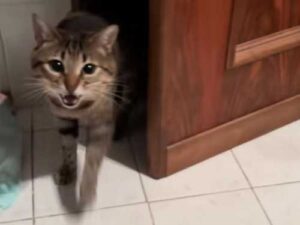 A cat with the soul of a tenor: Italian Serafino sings when…