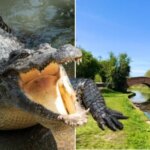 River ‘Crocodile’ Riddle Resolved After Unusual Police Request