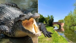 River ‘Crocodile’ Riddle Resolved After Unusual Police Request