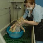 Delicate cat ears: why water is dangerous for them and how to…