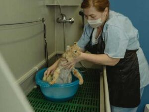 Delicate cat ears: why water is dangerous for them and how to…