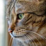The cat “cried” after a quarrel: is it really sad, or is…