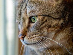The cat “cried” after a quarrel: is it really sad, or is…