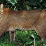 Asian golden cat: The shape-shifting wildcat that de-feathers its prey