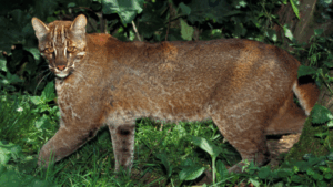 Asian golden cat: The shape-shifting wildcat that de-feathers its prey