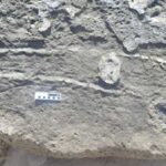 Unique ‘rear-end slide’ fossil found in South Africa; trace of a hairy…