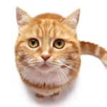 How to stop a cat from scratching?