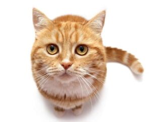 How to stop a cat from scratching?