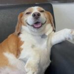 A dog named Mutu became a real star of the Internet thanks…