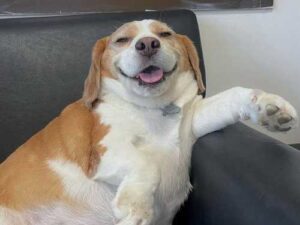 A dog named Mutu became a real star of the Internet thanks…