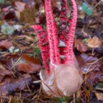 What should you do if you find an egg with tentacles sticking…