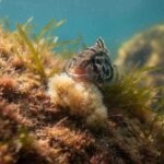 Has there really been a hero who will save the Black Sea…