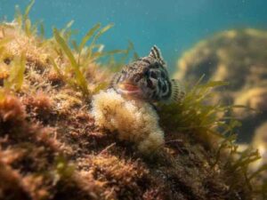 Has there really been a hero who will save the Black Sea…